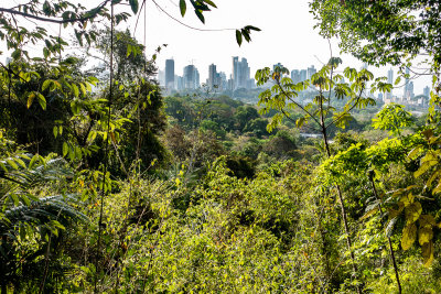 Monday - Tropical Forest Hiking