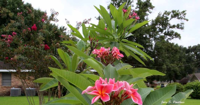 Mardi Gras  and Miami Rose