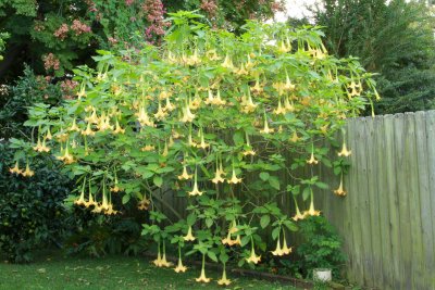 Brugmansia