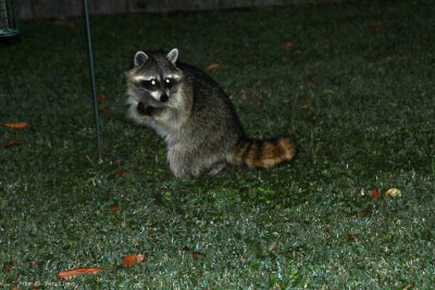 Raccoon (Procyonidae lotor)