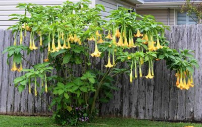 Brugmansia