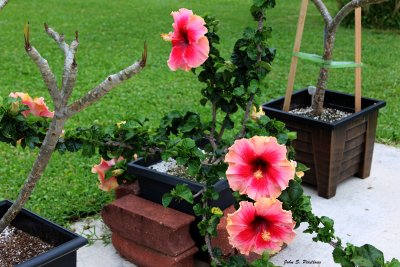 Valentine's Day Hibiscus