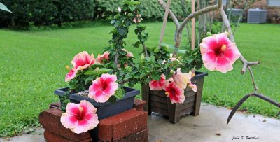 Valentine's Day Hibiscus 