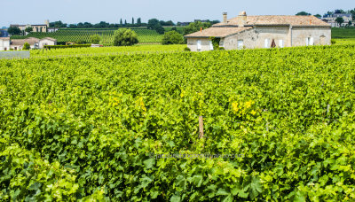 Vineyards Saint-Emilion