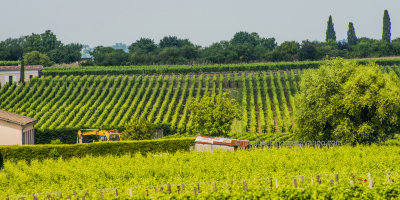 Vineyards Saint-Emilion