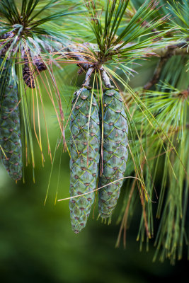 Pine Cones