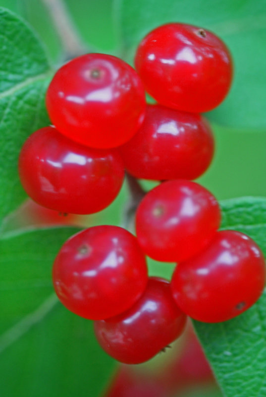 Autumn Honey Suckle Berries Ripe in Appalachian Mtns v tb0814klr.jpg