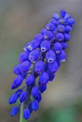 Grape Hyacinth Bending and Blooming v tb0413fgr.jpg
