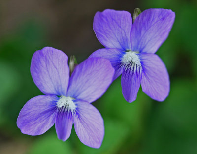 Matching Blue Violets in Appalachian Wood tb0513fmt.jpg