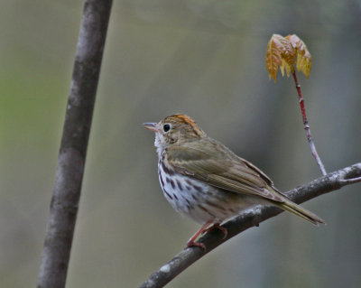 Song Bird Migrating thru WV Mtns tb0513fnr.jpg