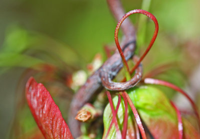 Unusual Twists and Colors in Maple Foliage tb0513fkr.jpg