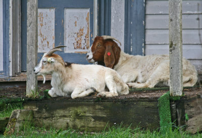 Happy Goats Feeling Right at Home tb0513flx.jpg