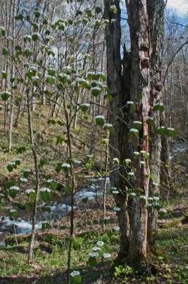 Hobble Bush Blooming near Border Creek v tb0513fmx.jpg