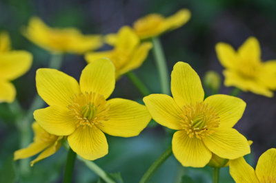 Golden Marsh Marigolds Bursting with Color tb0513fvr.jpg