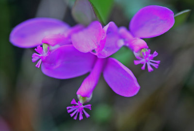Pinkish Triple Flowered Fringed Polygala tb0513fkx.jpg