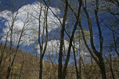 Early Foliage against Cloudy Blue Sky tb0513fnx.jpg