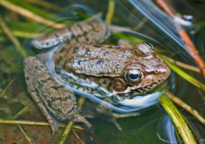 Woodland Green Frog Chilling Out in Small WV Pond tb0513gbr.jpg