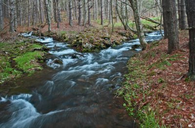 Convergence of Streams in Ellerber Run Scene tb0513ger.jpg