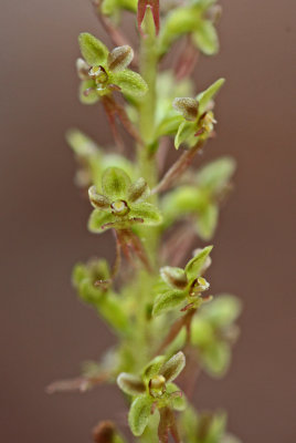 Miniture Cordata Orchid Flowers in May Highlands v tb0513fsr.jpg