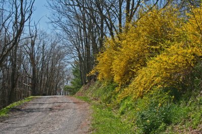 Forsythia Flowering in Blue Sky Rd Scene tb0413fir.jpg