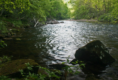 Lower Cranberry River Scene near Camp Splinter tb0513gox.jpg