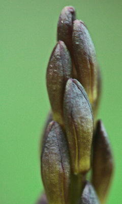 Budding Aplectrum Orchid in Appalachian Valley v tb0513gpx.jpg