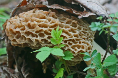 Large Morel Mushroom Bursting thru May Forest Floor tb0513gkx.jpg