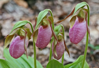 Four Pink Ladies Blooming near Old Family Farm tb0513glr.jpg