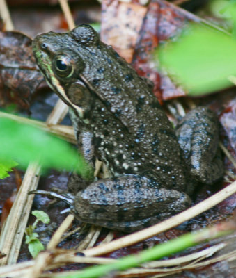 Woodland Frog Crouching on Forest Floor v tb0513ghx.jpg
