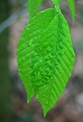 Fluorescent Green Beech Leaves after Brisk Shower v tb0513gir.jpg