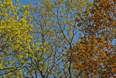 Early Mtn Maple and Cherry Foliage Mixed against Blue Sky tb0513gdr.jpg