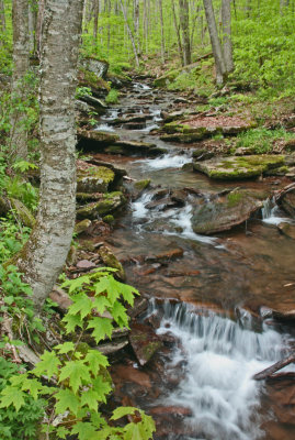 Right Fork of Ellerber Creek May Ripples v tb0513slr.jpg