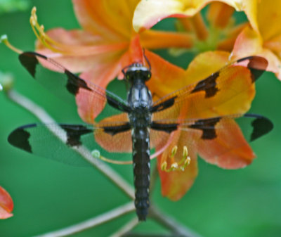Dragon Fly Alit on Wild Mtn Azalea Blooms tb0513sex.jpg