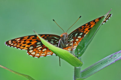 Fritillary Butterfly Perched in Rural Sedge Leaf tb0813car.jpg