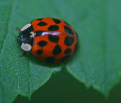 g9/73/522673/3/157055298.mgw8WDQW.jpg