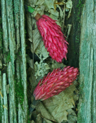 Fraseri Magnolia Red Seed Pods in Old Log Recess v tb081208phhx.jpg