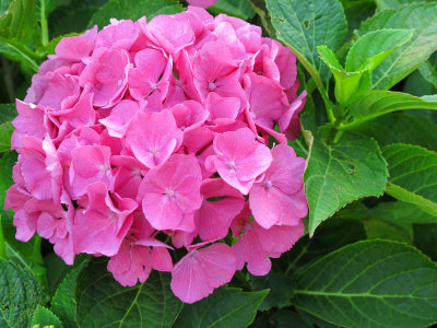 Hydrangea copy.jpg