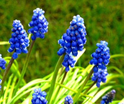 IMG_0038 Grape Hyacinth.jpg