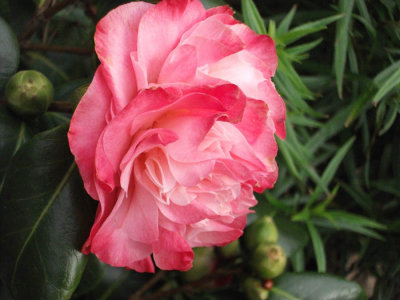 camellia.jpg