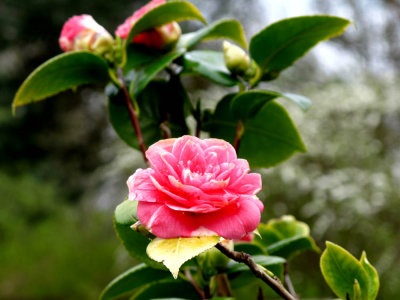 IMG_0051 camelia 2.jpg