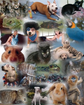 Pets collage