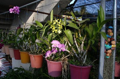 Orkideler.jpg
