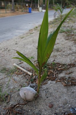 Chalong24 How does a coconut tree grow.jpg
