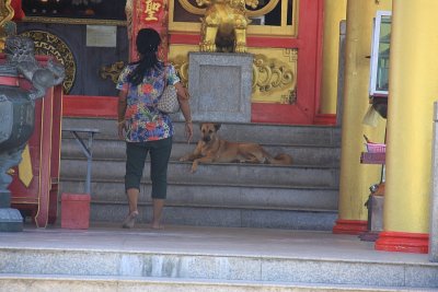 Phuket Town48 Temple and dogs in the shade1.jpg
