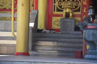 Phuket Town49 Temple and dogs in the shade2.jpg