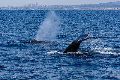 Humpback Whales, Newport Beach