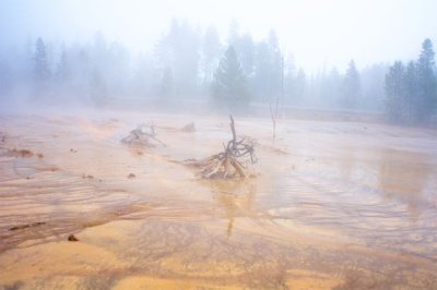 buffalo__yellowstone