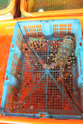 These lobsters must have weighed 3 or 4 pounds.