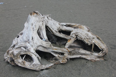 An interesting piece of driftwood that was on the beach.