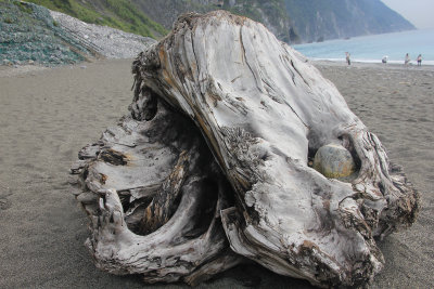 Another view of the driftwood.